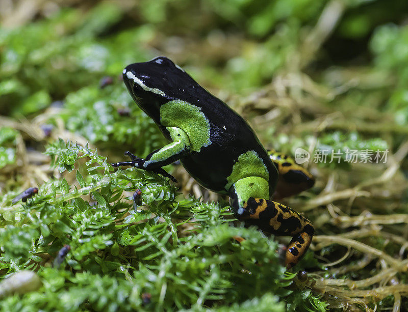 Mantella baroni, Baron's Mantella，斑纹金蛙，或马达加斯加毒蛙，是一种小型毒蛙科的物种。马达加斯加。两栖纲无尾目动物。